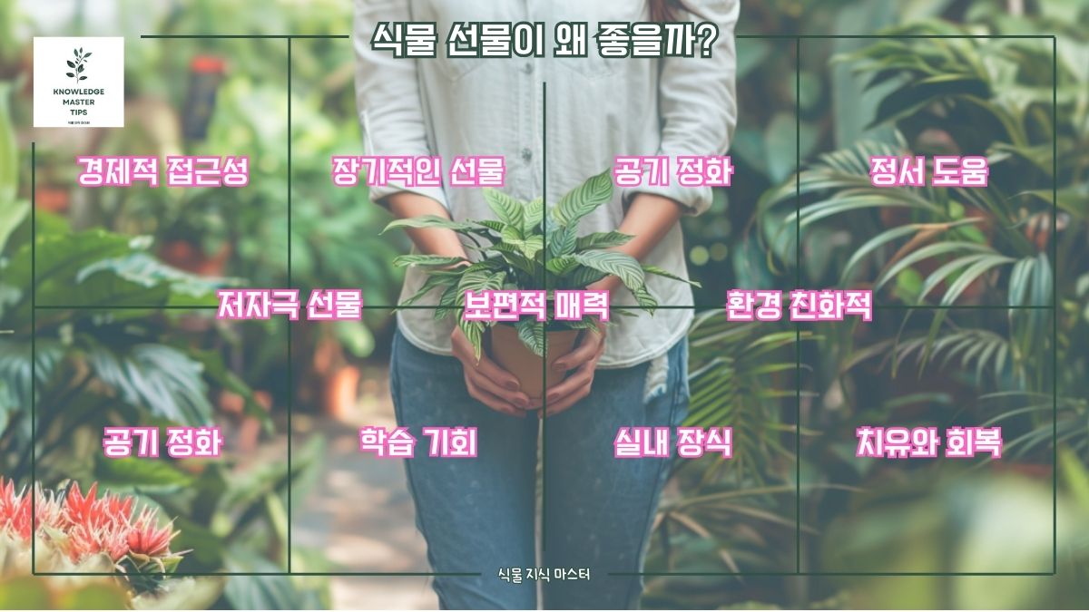 식물 선물이 좋은 이유