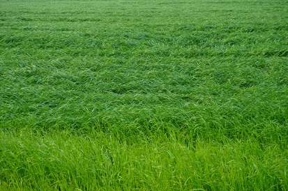 농지연금 지급방식 적용금리 및 지급정지사유