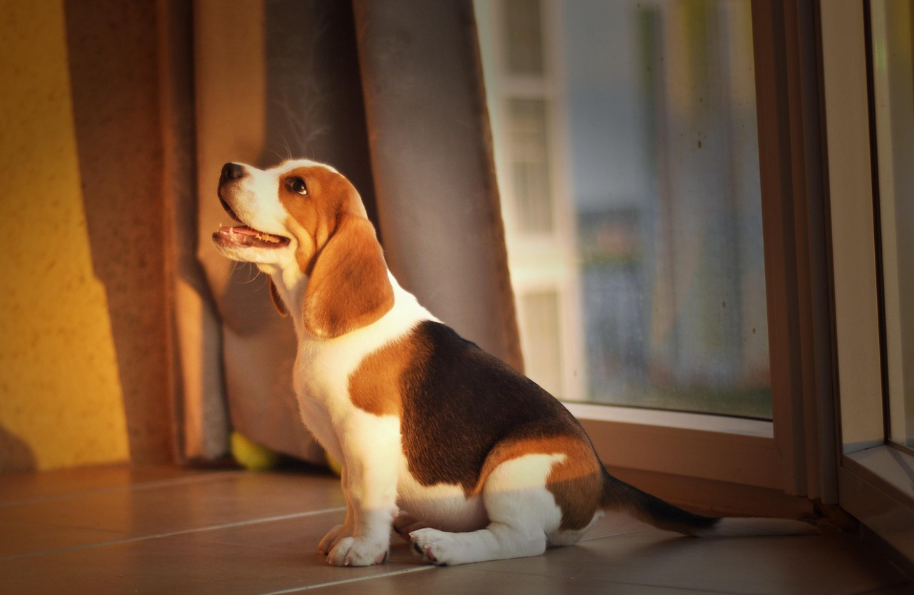 강아지가 등을 돌리고 앉는 행동: "당신을 믿기 때문에 내 뒤를 맡깁니다"