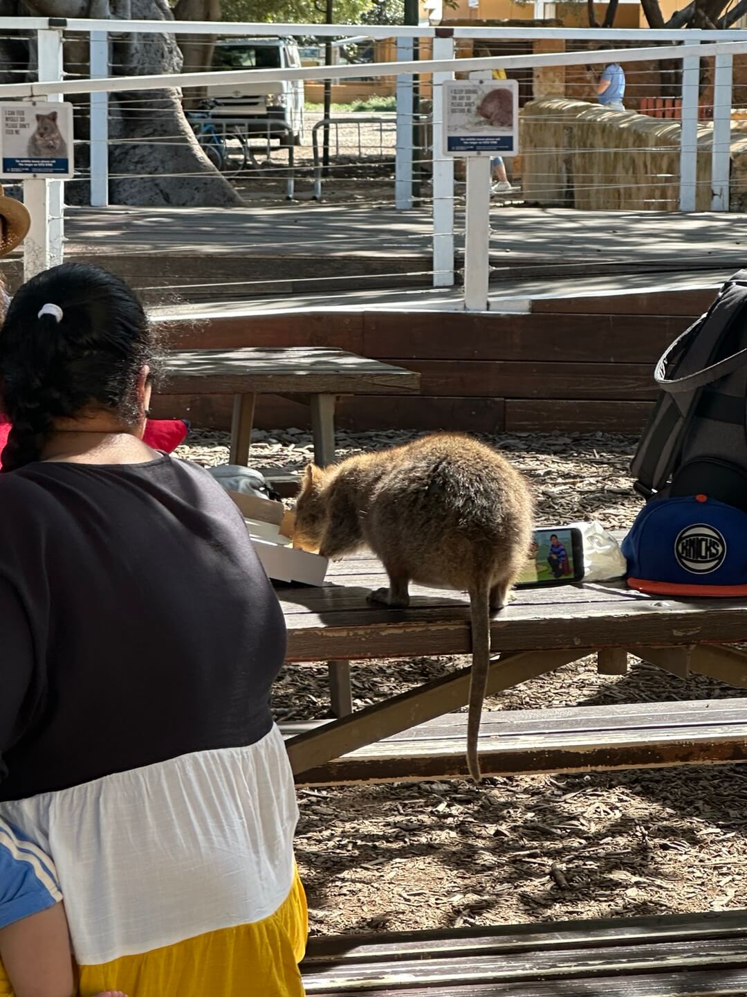 호주 퍼스 여행정보, 쿼카 로트네스트 섬, 칼바리 피나클스 투어