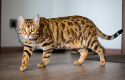 같은 곳을 돌아다니는 고양이.