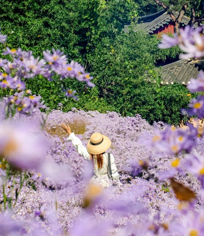 경북-봉천사-개미취-속에서-왼팔을-들고-뒤를돌아-서있는-여자의-모습
