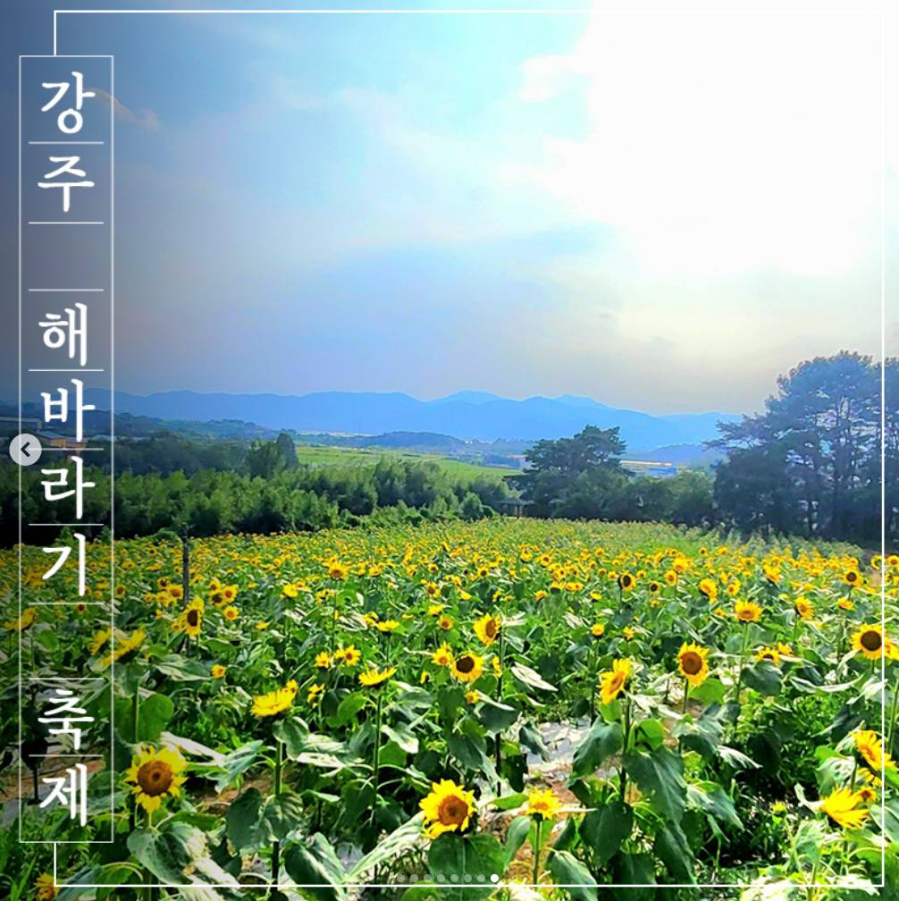 강주 해바라기 축제