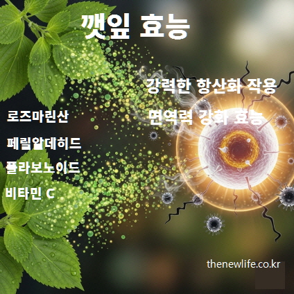 깻잎 효능 인포그래픽 – 로즈마린산, 페릴알데히드, 플라보노이드, 비타민C가 항산화와 면역력 강화에 도움