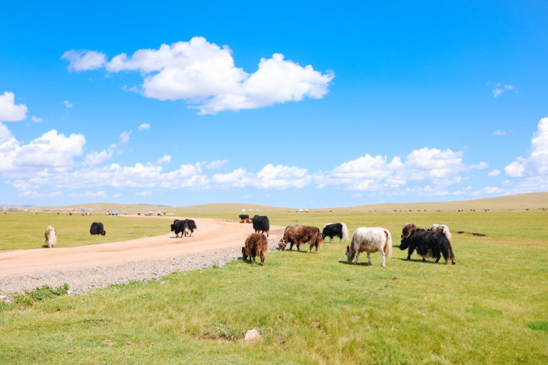 몽골의 초원
