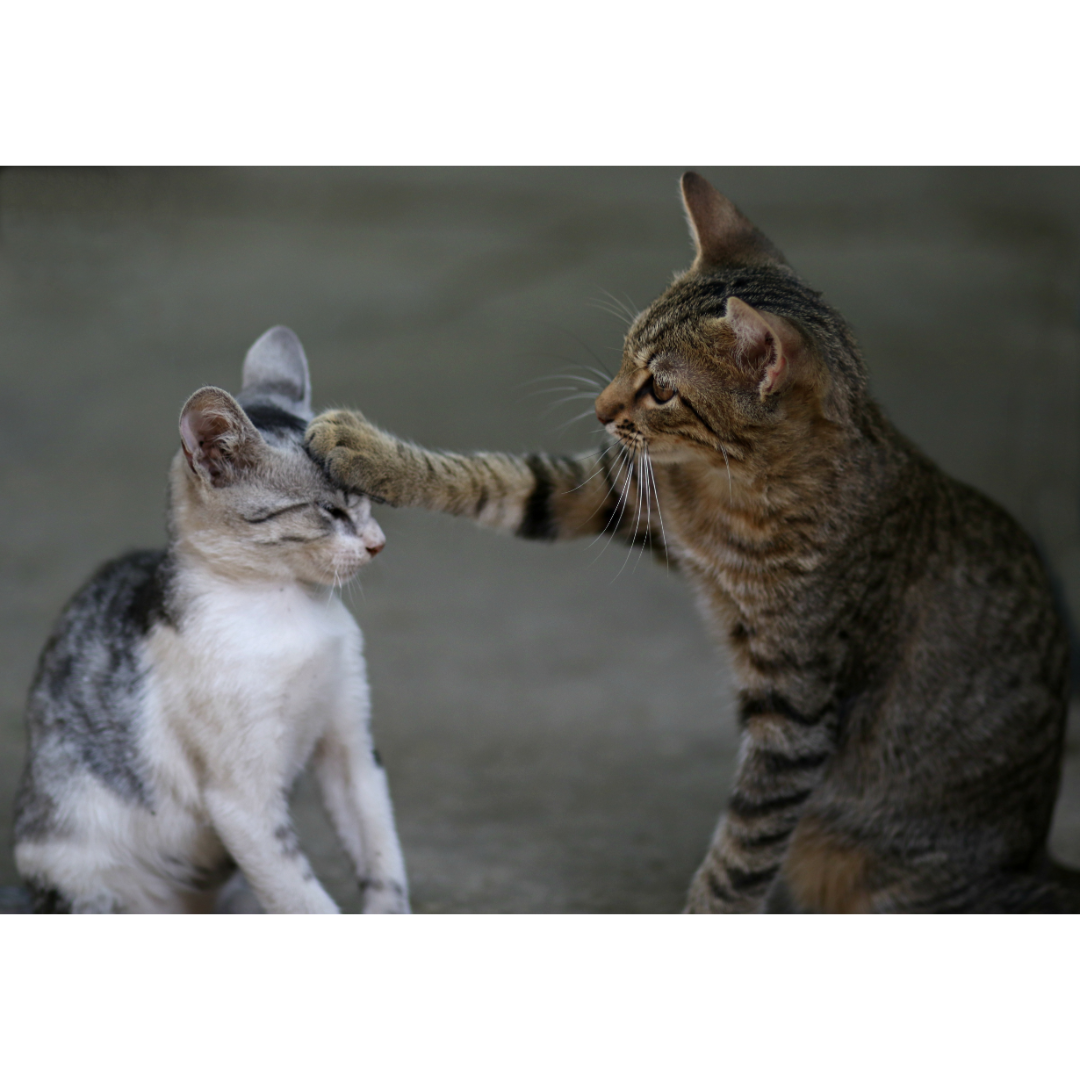 성묘와 아깽이 합사하기