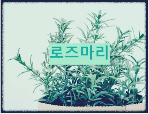 로즈마리화분