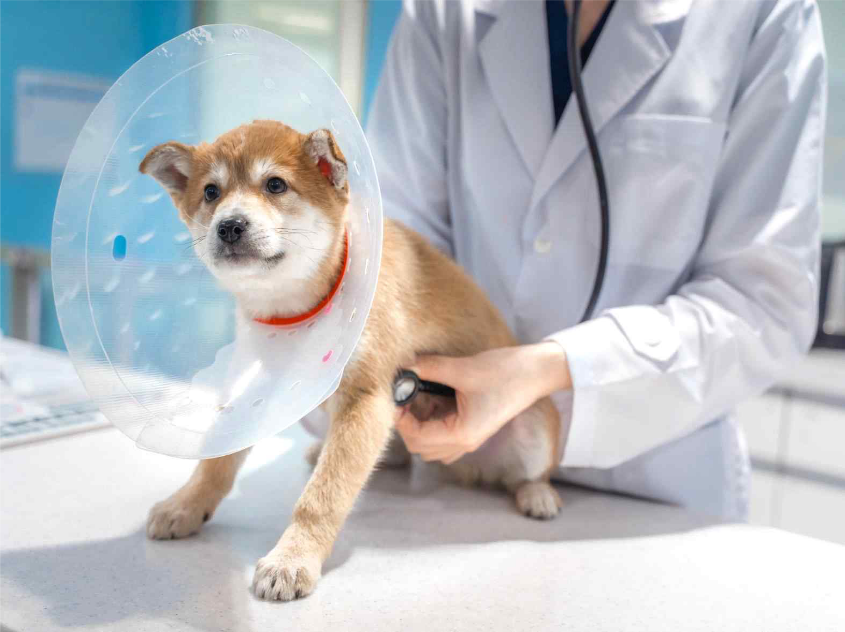 반려동물 의료비 지원