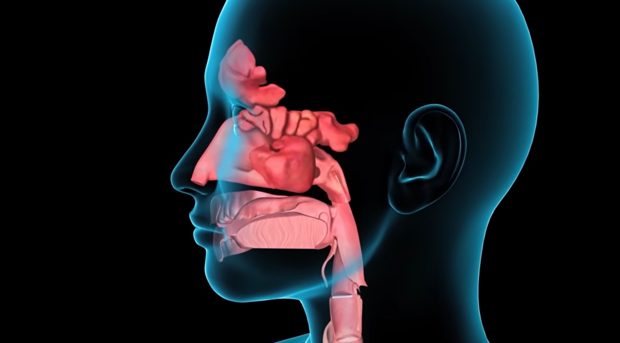 콧물이 계속 나는 이유