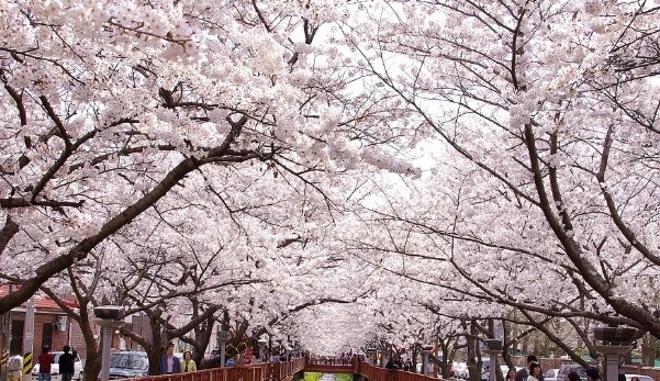 진해군항제-벚꽃 축제