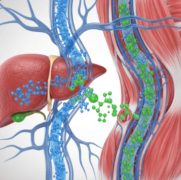 당뇨 약 종류별 효과 비교2