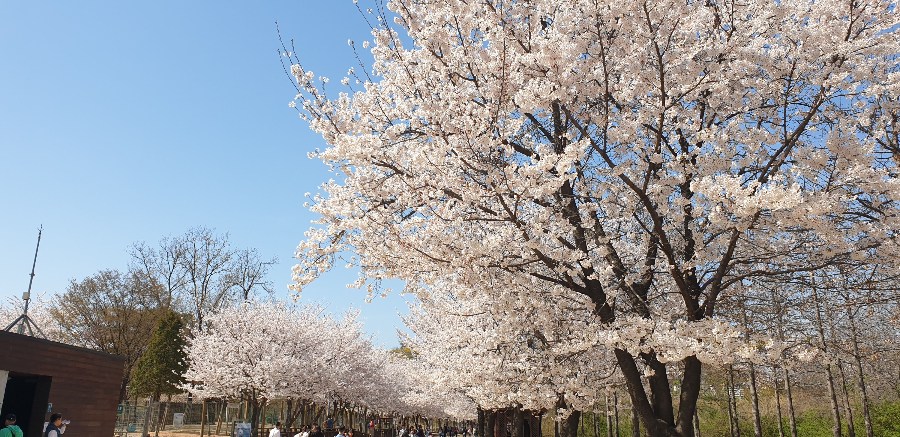 서울숲벚꽃