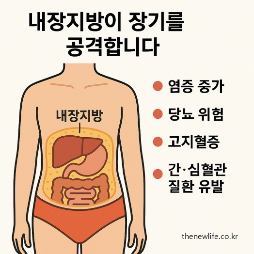 복부 내장지방이 장기를 압박하고 질병을 유발하는 모습을 보여주는 일러스트