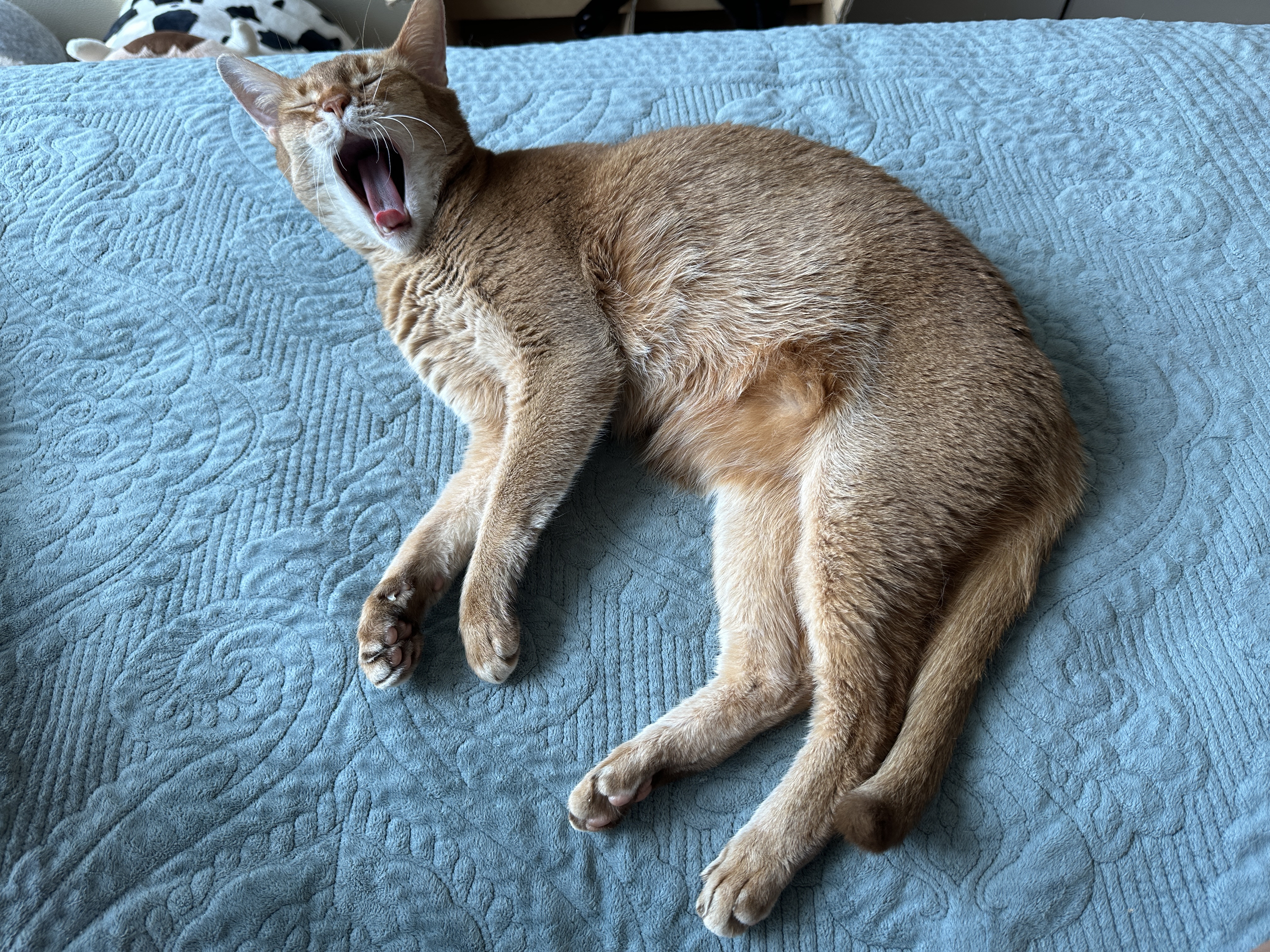 누워서_하품_시작하는_군기반장_루나