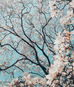 화양연화 뜻 한자 뜻