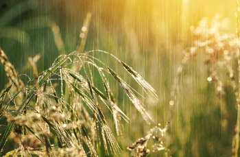 2025년 장마기간 바로 보기 23