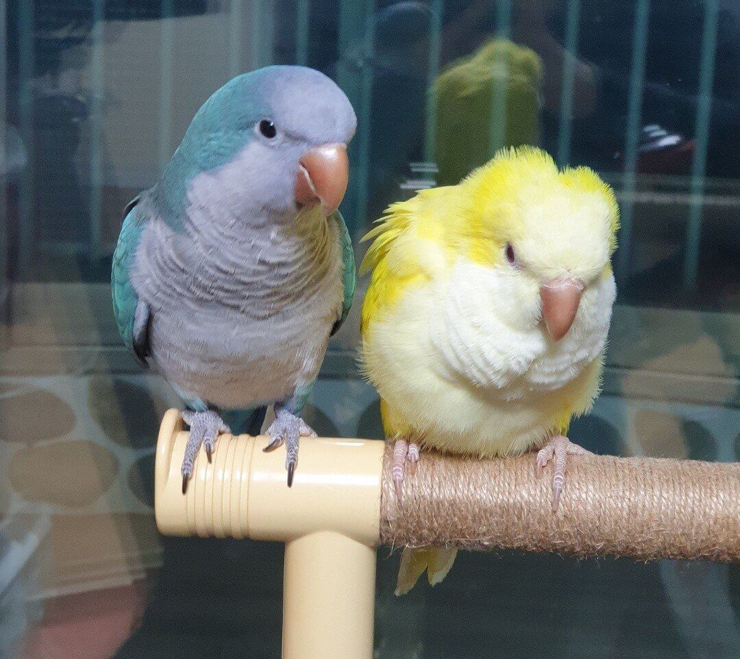 퀘이커앵무새 키우기 (특징, 성격, 주의사항)