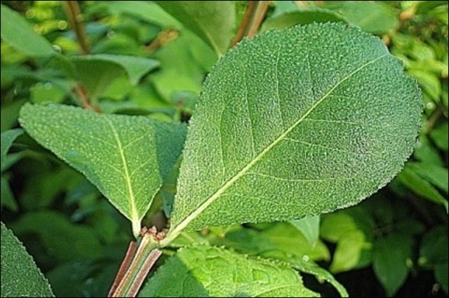 화살나무 효능과 활용법&amp;#44; 알아보고 건강 지키세요