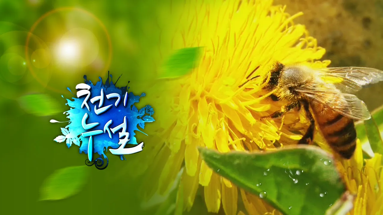 MBN-TV-프로그램-천기누설