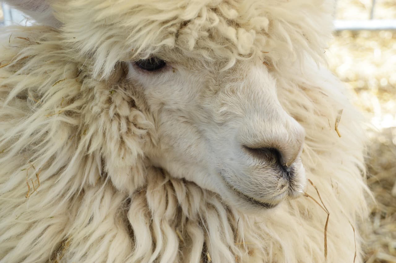 양털을 대체하는 식물성 섬유: 비건 울(Vegan Wool) 연구