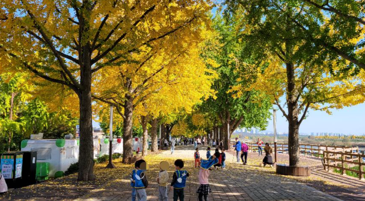 아산 곡교천 단풍나무길