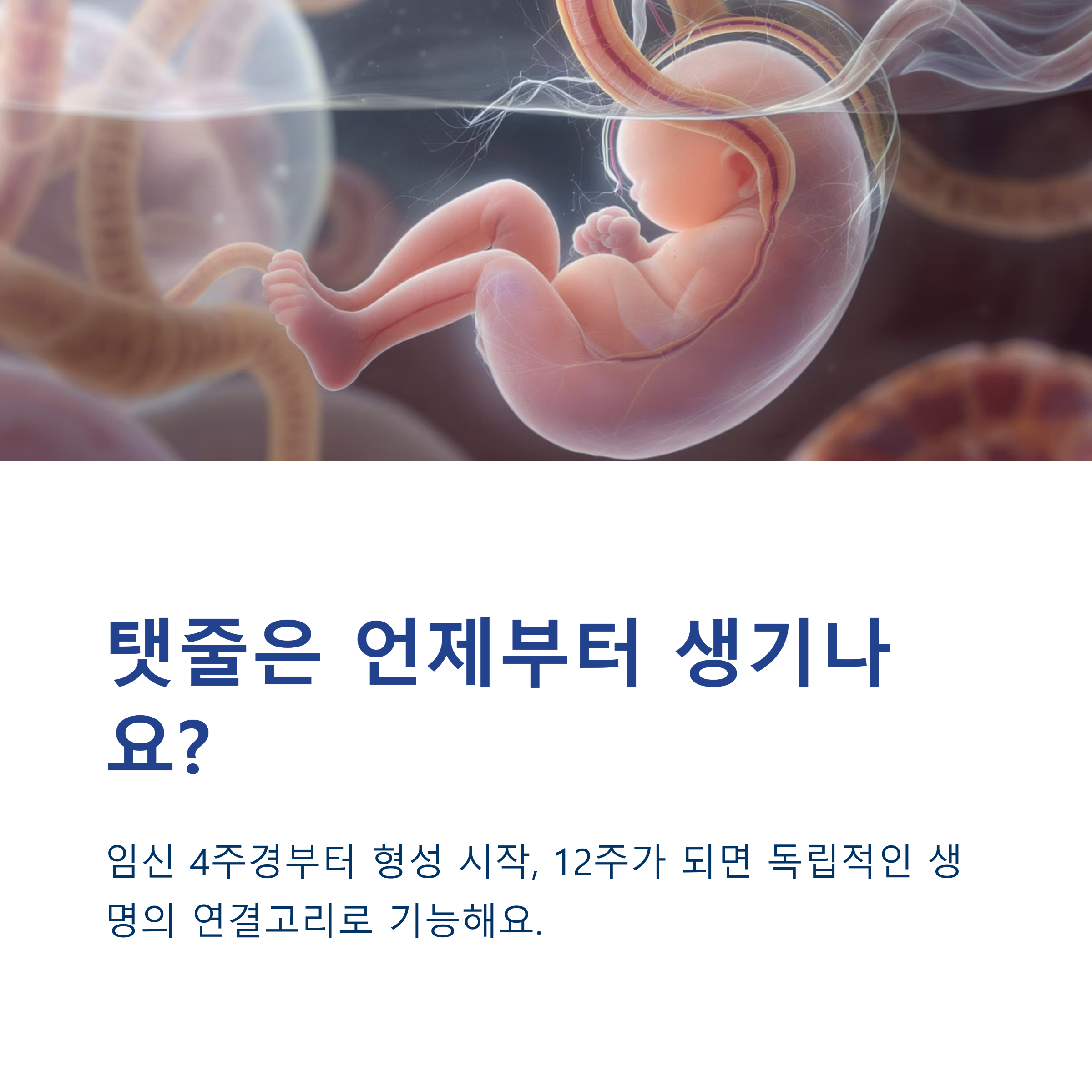 임신 4주부터 형성되는 탯줄이 12주에 기능을 갖추는 과정을 설명한 인포그래픽 이미지. 자궁 속 태아와 탯줄이 연결된 모습 포함
