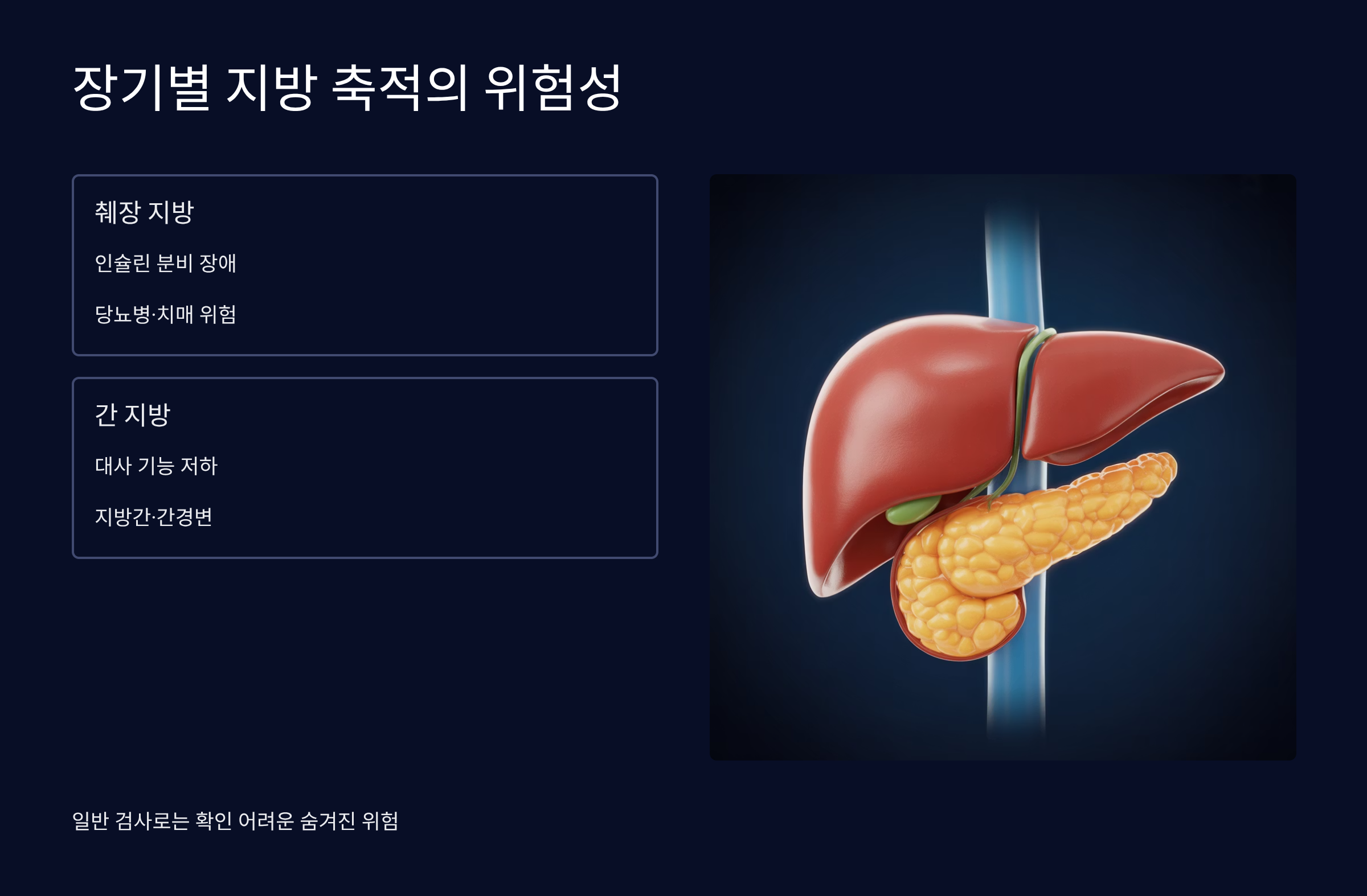 췌장과 간 지방 축적 위험성