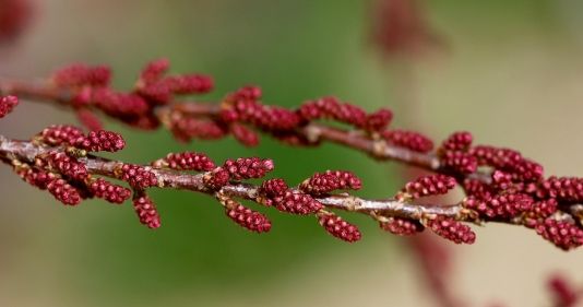 파비플로라 효능 부작용