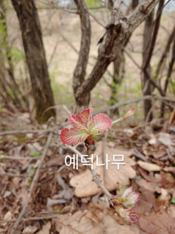 왕방산-예덕나무