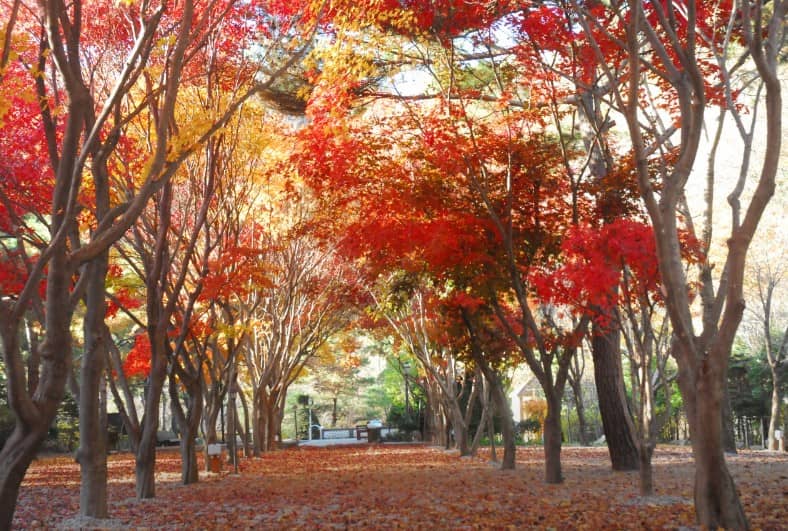 단풍나무로-물든-가평-두레캠핑장