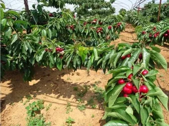 체리나무 재배법 건강한 과일 나무 키우기_27