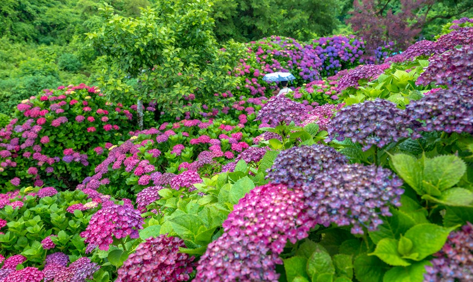 제주 마노르블랑 수국축제