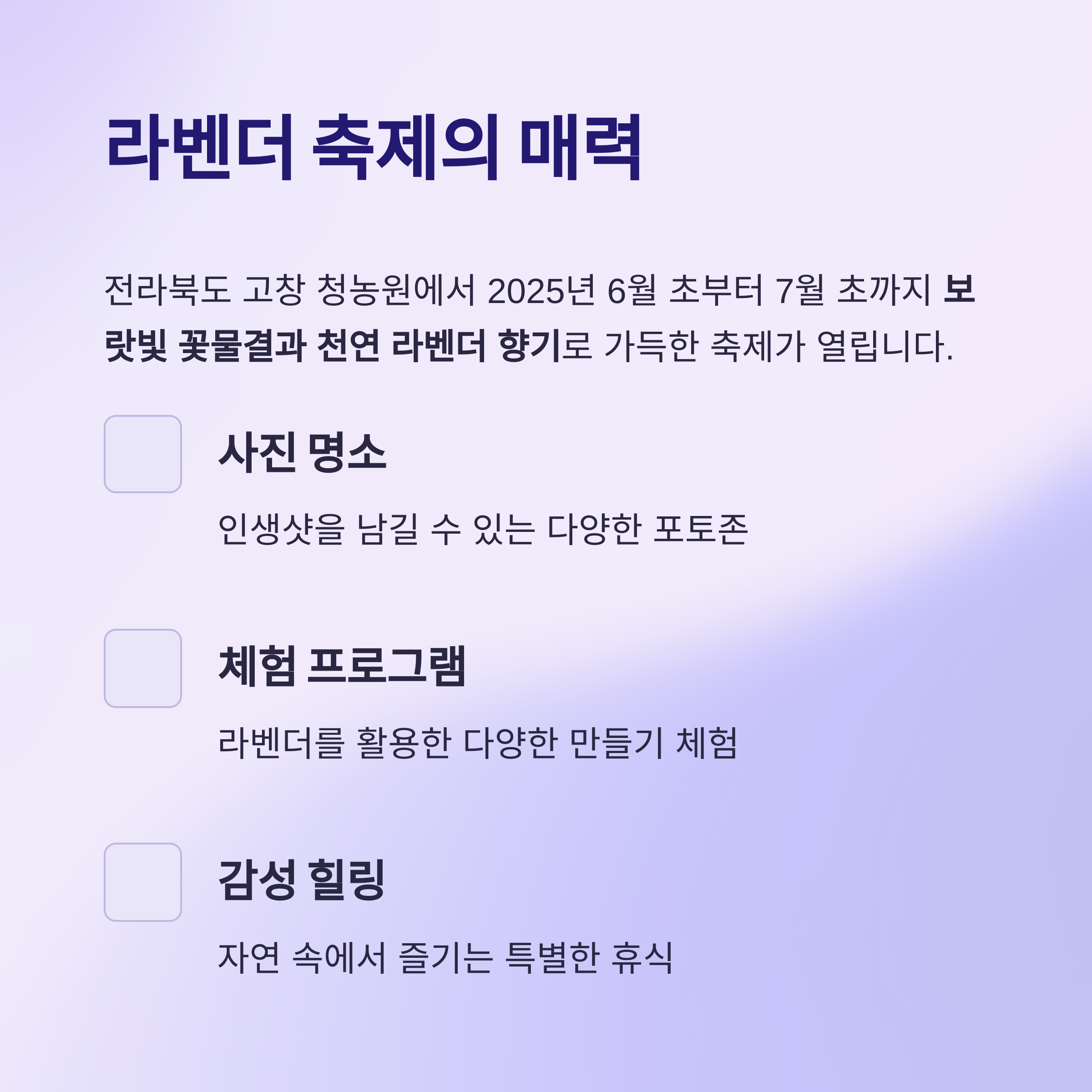 고창청농원 라벤더 축제 2025