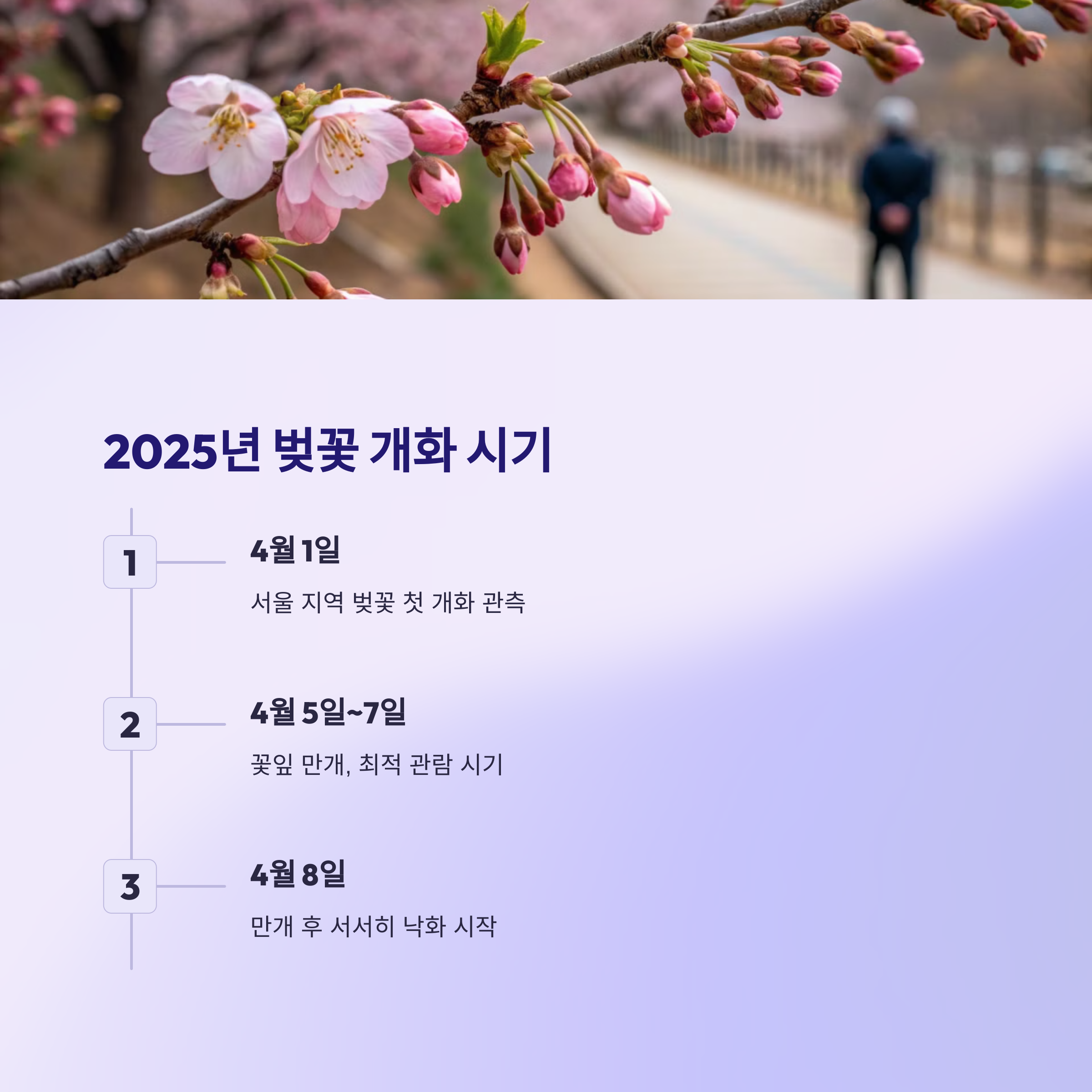 2025년 벚꽃 개화 시기 예보