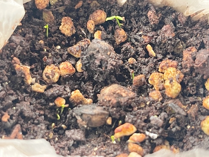 10월26일-블루베리-발아