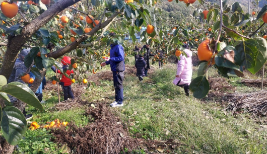 영암금정아천농장 대봉감