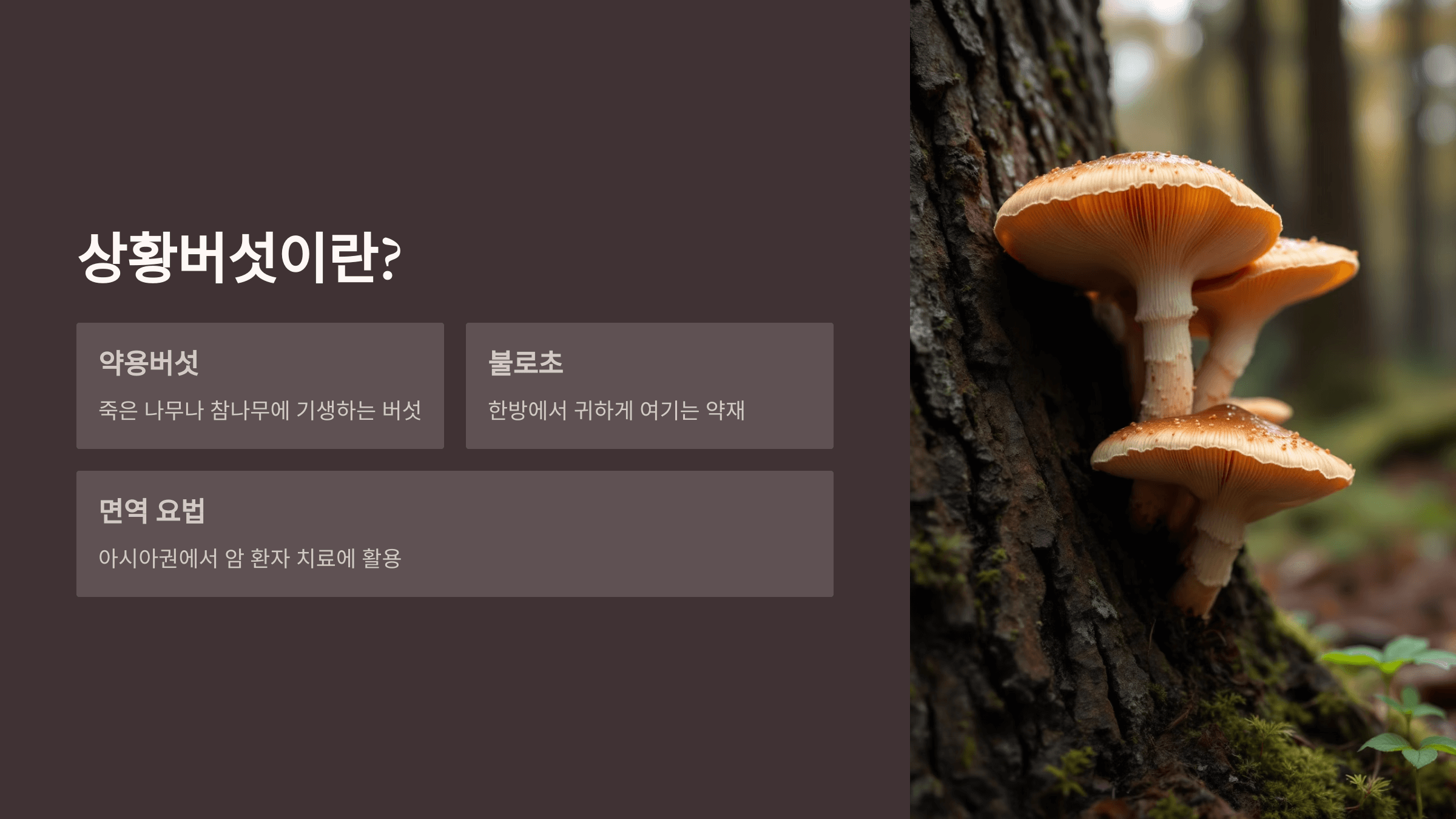 상황버섯 사진입니다.