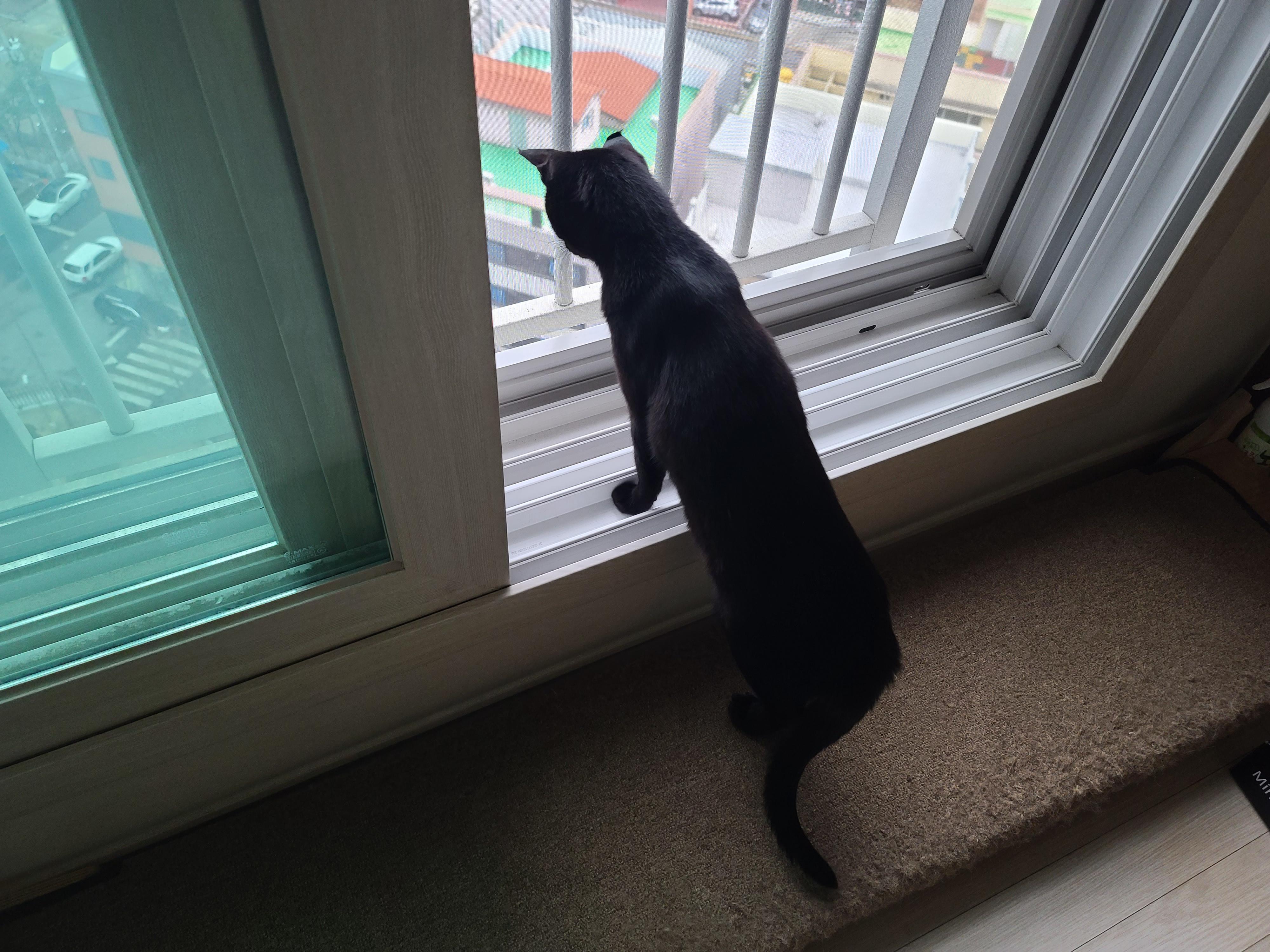 고양이들이 창밖을 보는 이유와 방묘창, 방묘문의 중요성