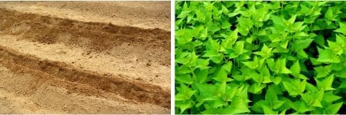 배초향-배향초곽향-재배법-종자-파종방법-모종심기-모종-심는시기-정식시기-심는방법-정식방법