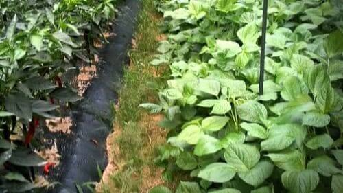 중부지방의-팥-적두-파종시기-심는시기