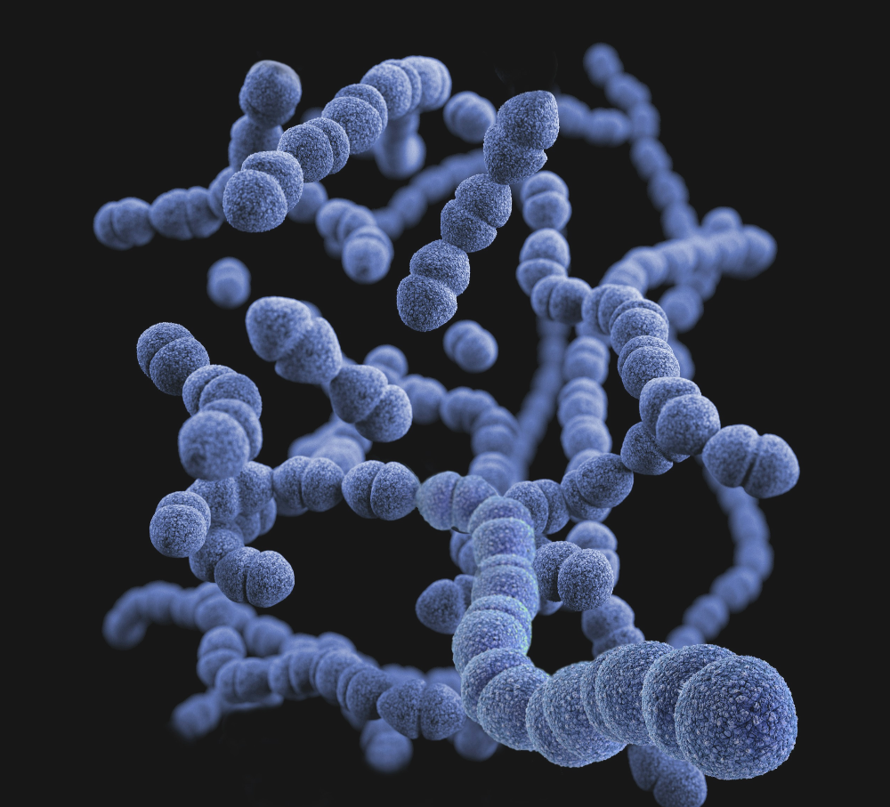 장건강 유산균 사진