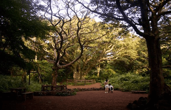제주-돌하루팡-후기