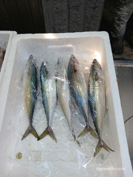 아이스박스에 놓인 생고등어--탄수화물 중독 끊는 대체음식