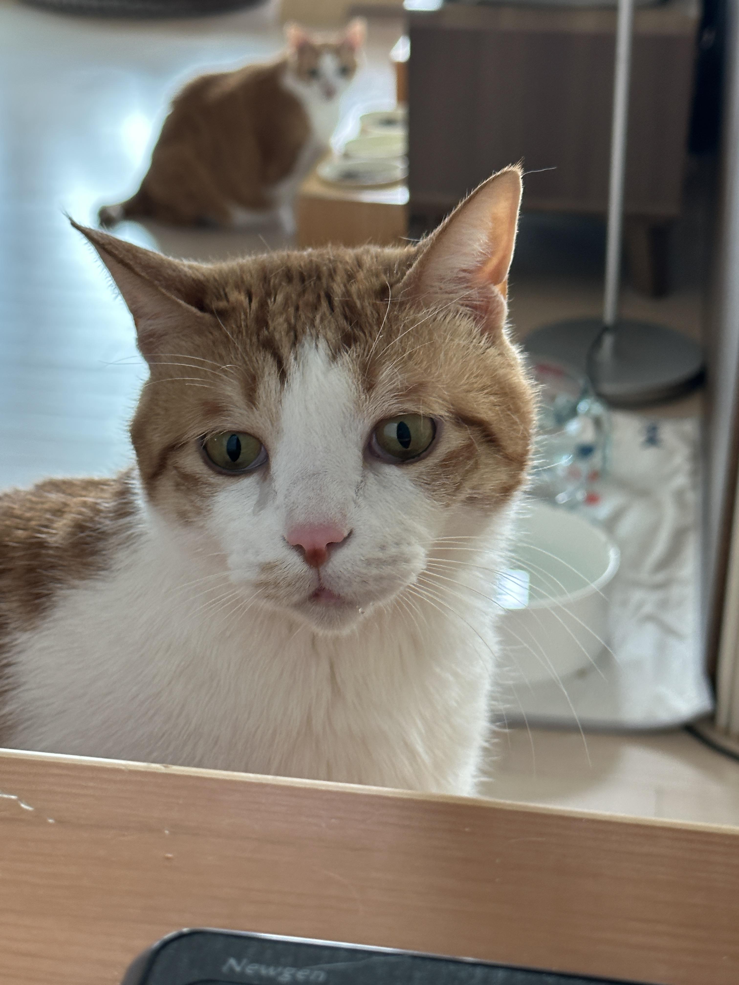 소심한 막둥이가 엄마를 지키는 방법 (feat.긴장해서 코까지 빨개진 막둥이)