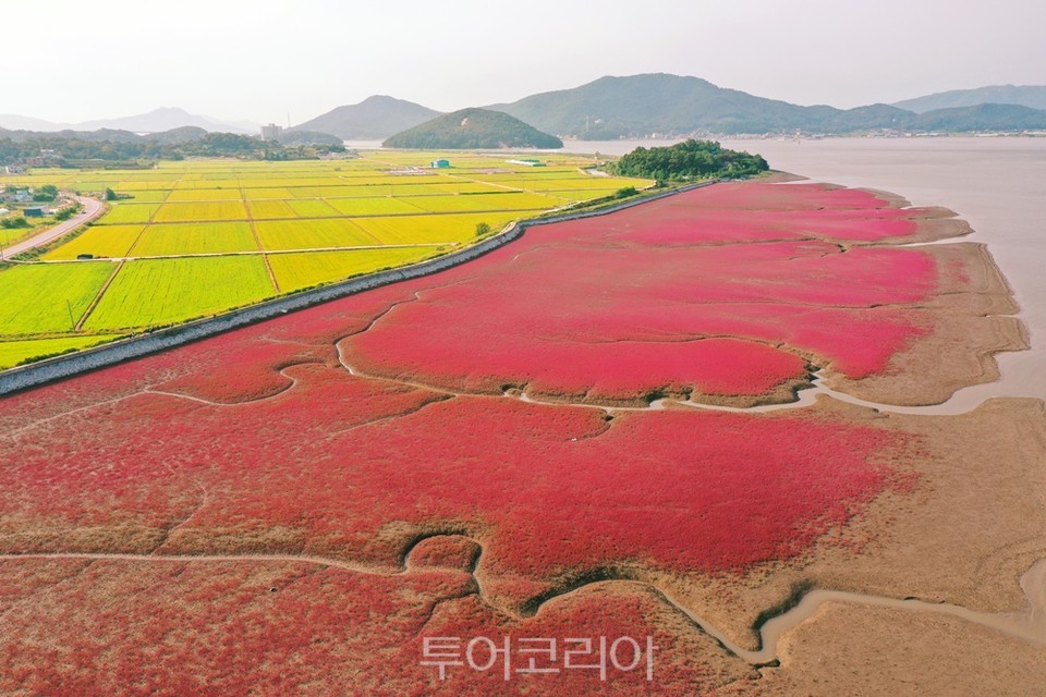 강화도 칠면초군락지