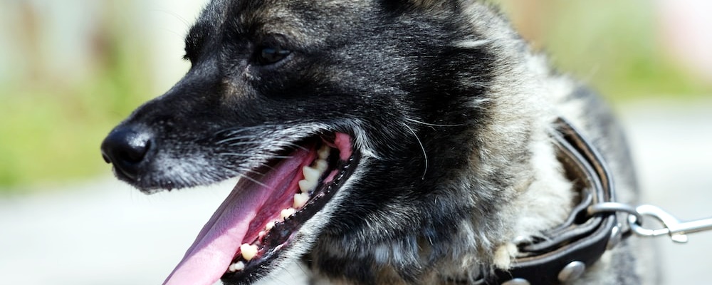 강아지 처음 목욕시키는 방법 18