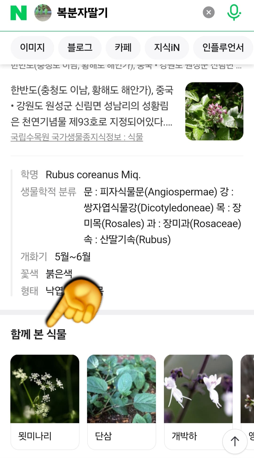 꽃이름-검색-어플-&amp;-꽃검색-하는법-안내-함께-본-식물-항목에서-묏미나리&amp;#44;-단삼&amp;#44;-개박하-등-유사-식물들이-함께-소개되는-것을-확인할-수-있어요.-그-중-제일-첫번째에-나와있는-묏미나리를-클릭하면&amp;#44;