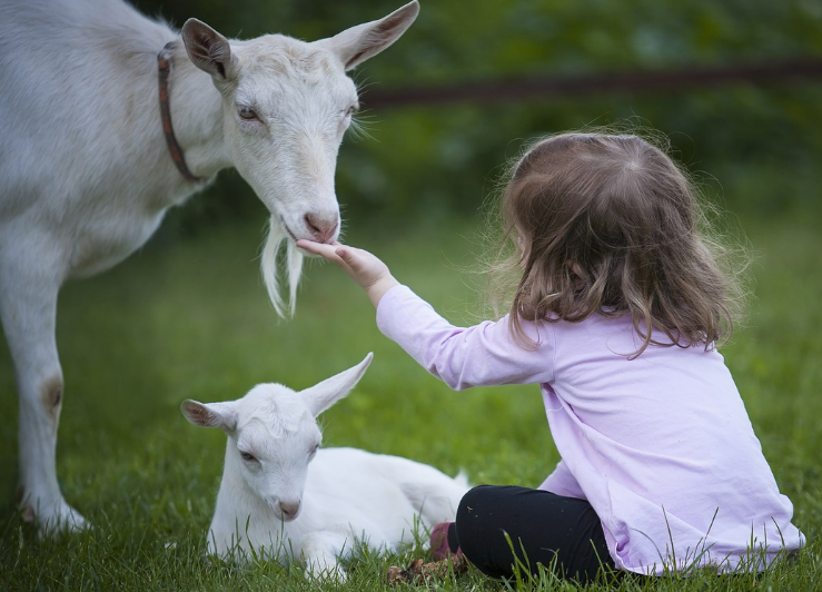 염소들과 아이가 함께 있는 이미지