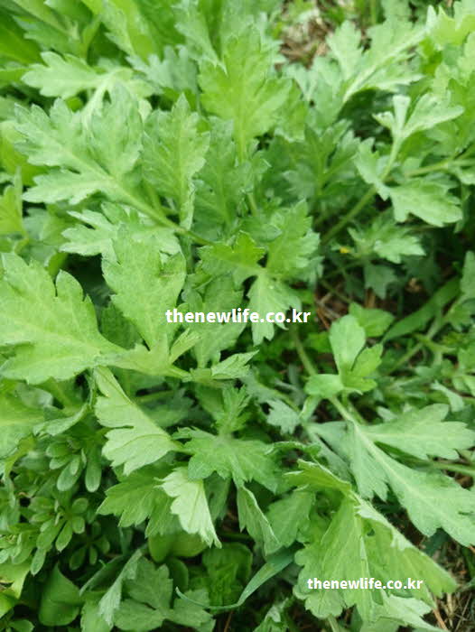 쑥 효능 혈관 건강 베타카로틴