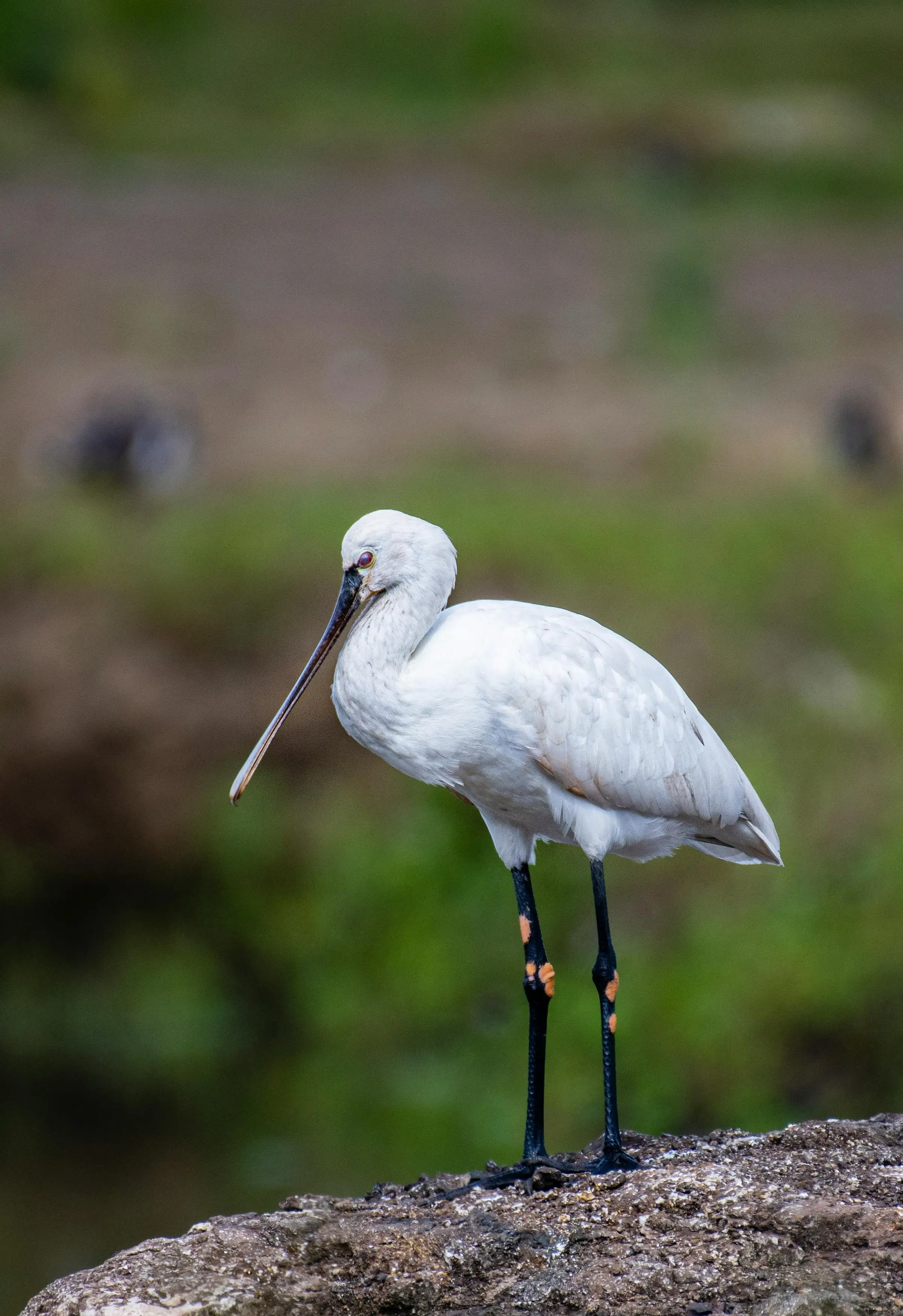 초록빛 배경과 대비되는 저어새의 흰 몸과 긴 부리